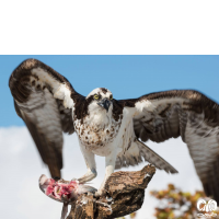 خانواده عقاب ماهیگیر PANDIONIDAE